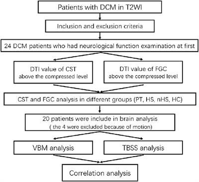 Degeneration of the Sensorimotor Tract in Degenerative Cervical Myelopathy and Compensatory Structural Changes in the Brain